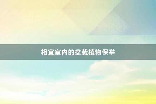 相宜室内的盆栽植物保举